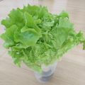 えりこ82☆'s cooksnap of when they made 簡単‼長持ち‼サニーレタスの保存法.