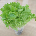 えりこ82☆'s cooksnap of when they made 簡単‼長持ち‼サニーレタスの保存法.