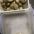 トコタン's cooksnap of when they made 絶対失敗しない～あさりの砂抜き.