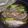 ゆるмαмα's cooksnap of when they made 鯵の煮付け.