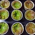 yog's cooksnap of when they made バスク風チーズケーキ♡抹茶バスチー.