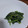 NEKOほっぺ's cooksnap of when they made ほうれん草～ごま多めの甘口ゴマ和え☆.
