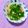 ふたごゆき's cooksnap of when they made きくらげともやしの中華スープ.