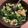 まんだちゃん's cooksnap of when they made じゃがいもとほうれん草のガーリックソテー.
