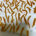 クックKUR1BO☆'s cooksnap of when they made 【私のための覚書】はっさくのピール.