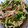 りお５１０'s cooksnap of when they made きゅうりとハムの簡単・中華サラダ.