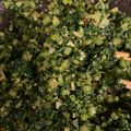 みさきちまる's cooksnap of when they made 大根やカブの葉で辛子高菜風♪.