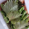 ❦ちぃ❦'s cooksnap of when they made 超簡単激うま★麻薬大葉茄子★.