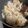 papikun's cooksnap of when they made 材料は卵、刻みネギと白飯だけでOKな炒飯.