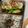 とらおマミー's cooksnap of when they made 鱈オーロラ(お弁当用).
