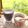 ⁂山暮らしわんこ⁂'s cooksnap of when they made ブルーベリーバナナ♡恋するスムージー.
