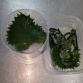yama_miu's cooksnap of when they made 長持ち♡しなびた大葉の復活&保存方法.