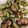 クックHDP0M2☆'s cooksnap of when they made ゴーヤの天ぷら.