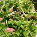 ノッケオ's cooksnap of when they made 水菜とツナの塩昆布おつまみサラダ.
