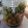 クックHG9V8Y☆'s cooksnap of when they made 減塩♡梅干しの作り方(シソなし塩10%).