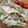 クックHBQ370☆'s cooksnap of when they made ルクエで時短！鮭ときのこの簡単レンジ蒸し.