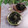 クックHG9V8Y☆'s cooksnap of when they made さつまいもの葉っぱ炒め煮.