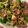 きゃろぽて's cooksnap of when they made Broccoli Beef.