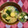 yu228's cooksnap of when they made さつま芋&ほうれん草と玉ねぎのお味噌汁.