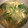 ポムポムポヨコ's cooksnap of when they made 水菜と大根と薄揚げのお味噌汁♪.