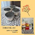 ちゃかぴまま's cooksnap of when they made 簡単 わが家 の 黒ごま ティラミス.