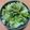 uni's cooksnap of when they made 白菜とキウイの🇮🇹イタリアン風サラダ🥗.