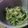 ogushiba's cooksnap of when they made カブの葉の炒め物　.