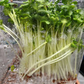 のんべぇヒロ's cooksnap of when they made かいわれ大根の一先ず保存はこれ！.