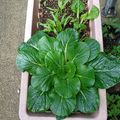 ひっこ's cooksnap of when they made キッチンガーデン 🥬小松菜.