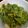 ゆるмαмα's cooksnap of when they made チシャモミ.