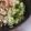ふか谷's cooksnap of when they made 茹でキャベツの昆布茶和え.