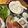 AYANE♡JIN's cooksnap of when they made 簡単！基本の酢飯（すし飯）２合など合数別.