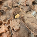 りこりゃんママ's cooksnap of when they made 美味しくする為のひと手間♡牛すじの下処理.