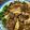 seacomet's cooksnap of when they made 舞茸・しめじ・エリンギのバルサミコ酢炒め.