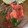クックHDP0M2☆'s cooksnap of when they made トマトと大葉の和風サラダ.
