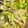 9ma9ma's cooksnap of when they made 簡単✩キャベツのおかか和え.