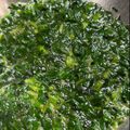 ささッこ's cooksnap of when they made すっげ～ウマい モロヘイヤ‼.