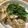 福's cooksnap of when they made 里芋のウメ～ぇサラダ♡.