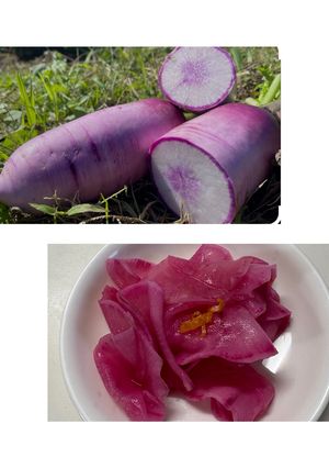 紫大根の甘酢漬け-レシピのメイン写真