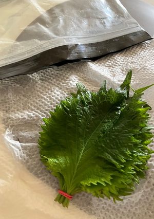 ひと月過ぎても新鮮・大葉-レシピのメイン写真