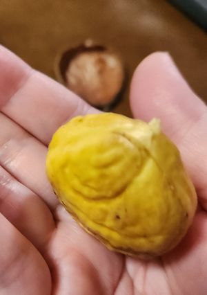 栗　品種ぽろたんの簡単な皮のむきかた-レシピのメイン写真