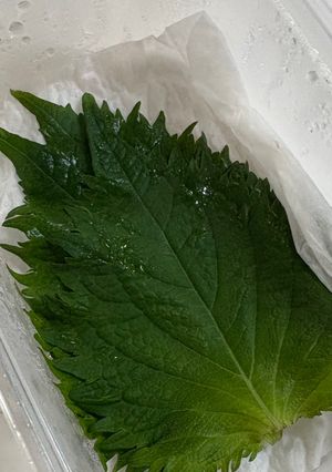 大葉(青じそ)そのまま保存-レシピのメイン写真