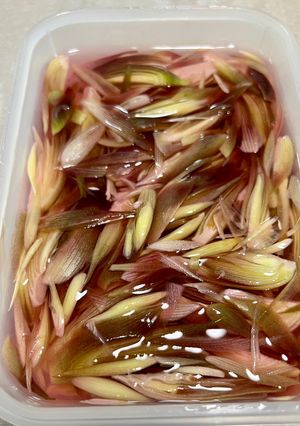 ミョウガの甘酢漬け-レシピのメイン写真
