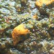 ほうれん草と鳥肉のグリーンカレー♪