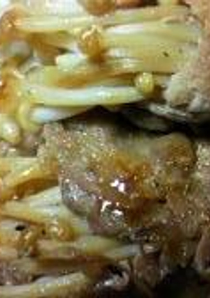 えのきの豚肉巻き-レシピのメイン写真