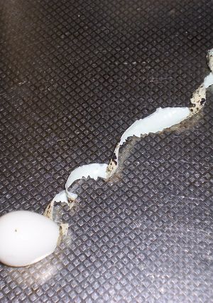 クルクルッとむけて楽しいうずら卵の剥き方-レシピのメイン写真