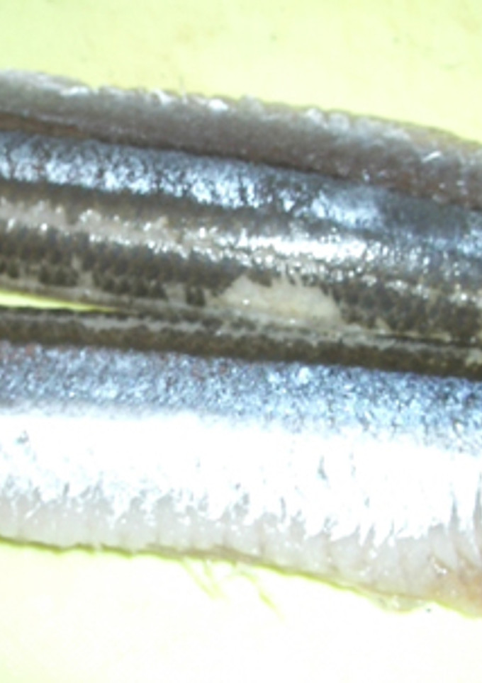 簡単☆台所が汚れない☆魚のさばき方-レシピのメイン写真