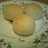 朝寝坊パン