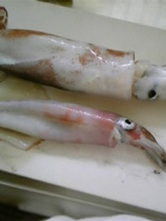【お魚】スルメイカのさばき方-レシピのメイン写真