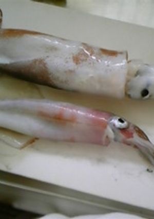 【お魚】スルメイカのさばき方-レシピのメイン写真